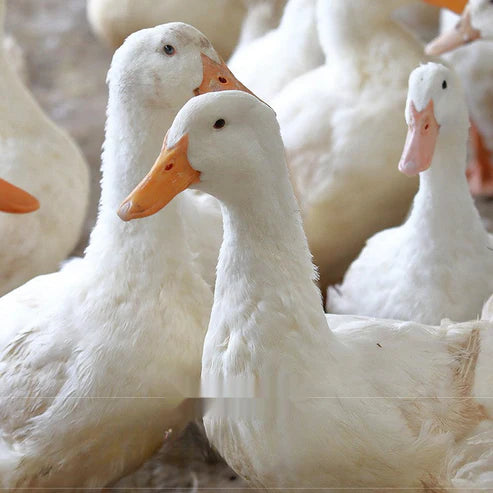 OPET Freeze-Dried Duck Breast(60g/pack)