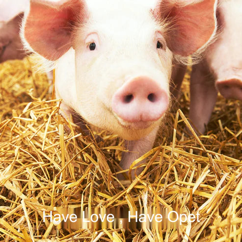 OPET Freeze-Dried Pork Tenderloin(60g/pack)